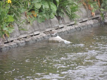 Common Sandpiper 宇都宮市 Mon, 3/25/2024