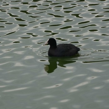 Eurasian Coot 轡堰 Sun, 12/16/2018