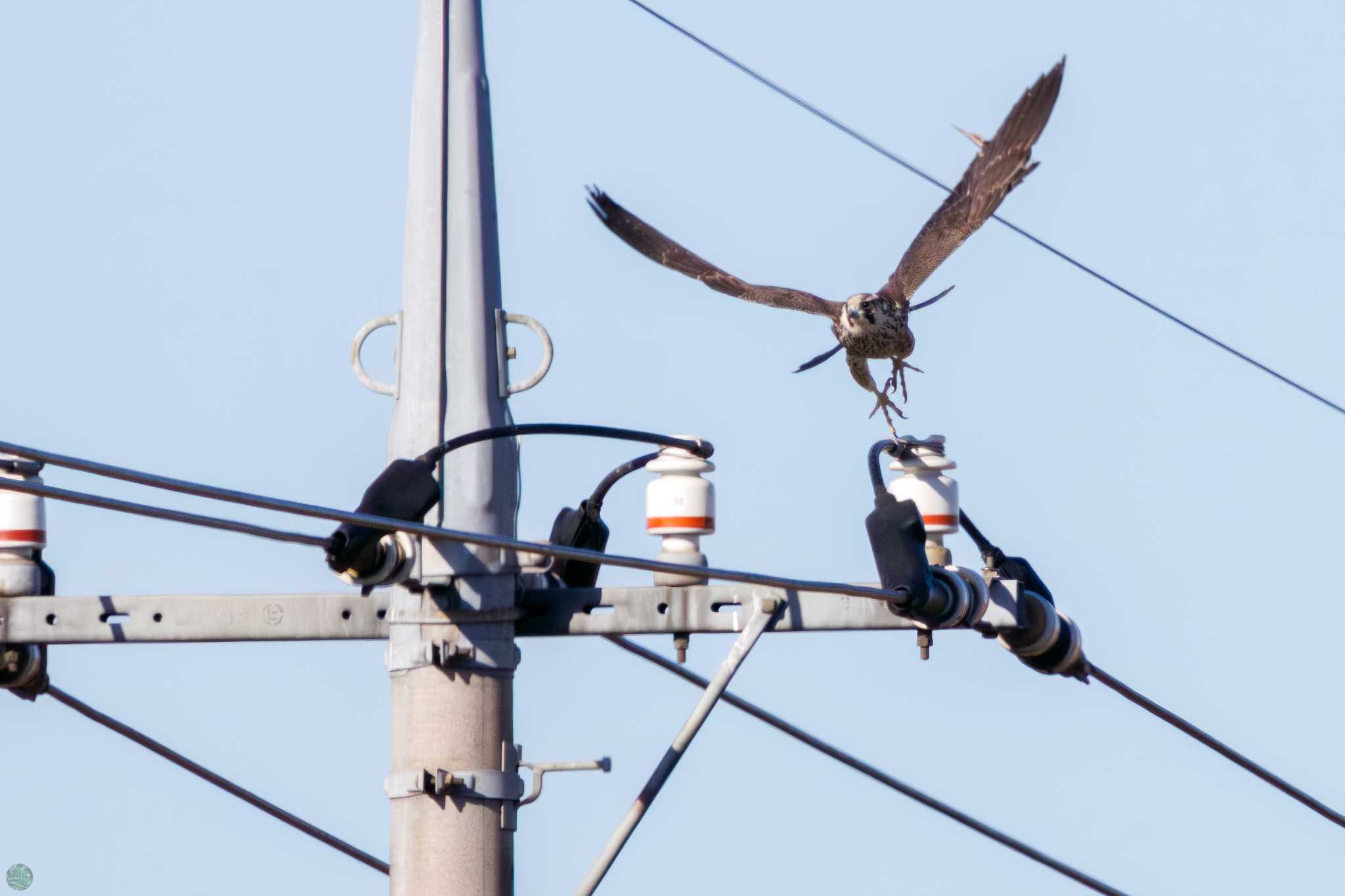 Photo of Peregrine Falcon(calidus) at Watarase Yusuichi (Wetland) by d3_plus