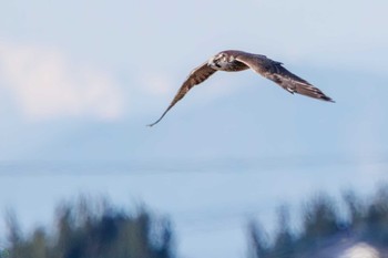 Sat, 2/3/2024 Birding report at Watarase Yusuichi (Wetland)