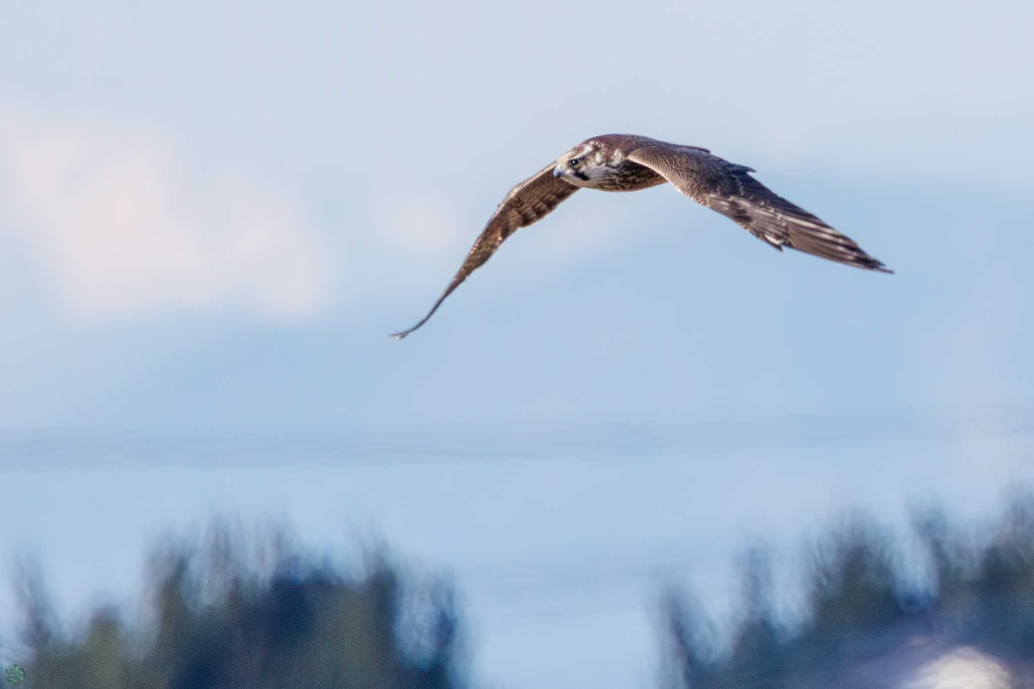 Peregrine Falcon(calidus)