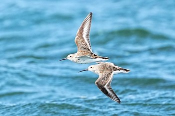 ハマシギ ふなばし三番瀬海浜公園 2024年3月17日(日)