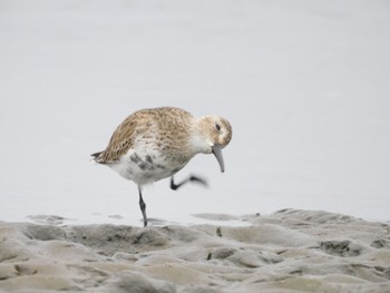 Dunlin Sambanze Tideland Sun, 3/24/2024