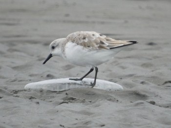 Sanderling Sambanze Tideland Sun, 3/24/2024