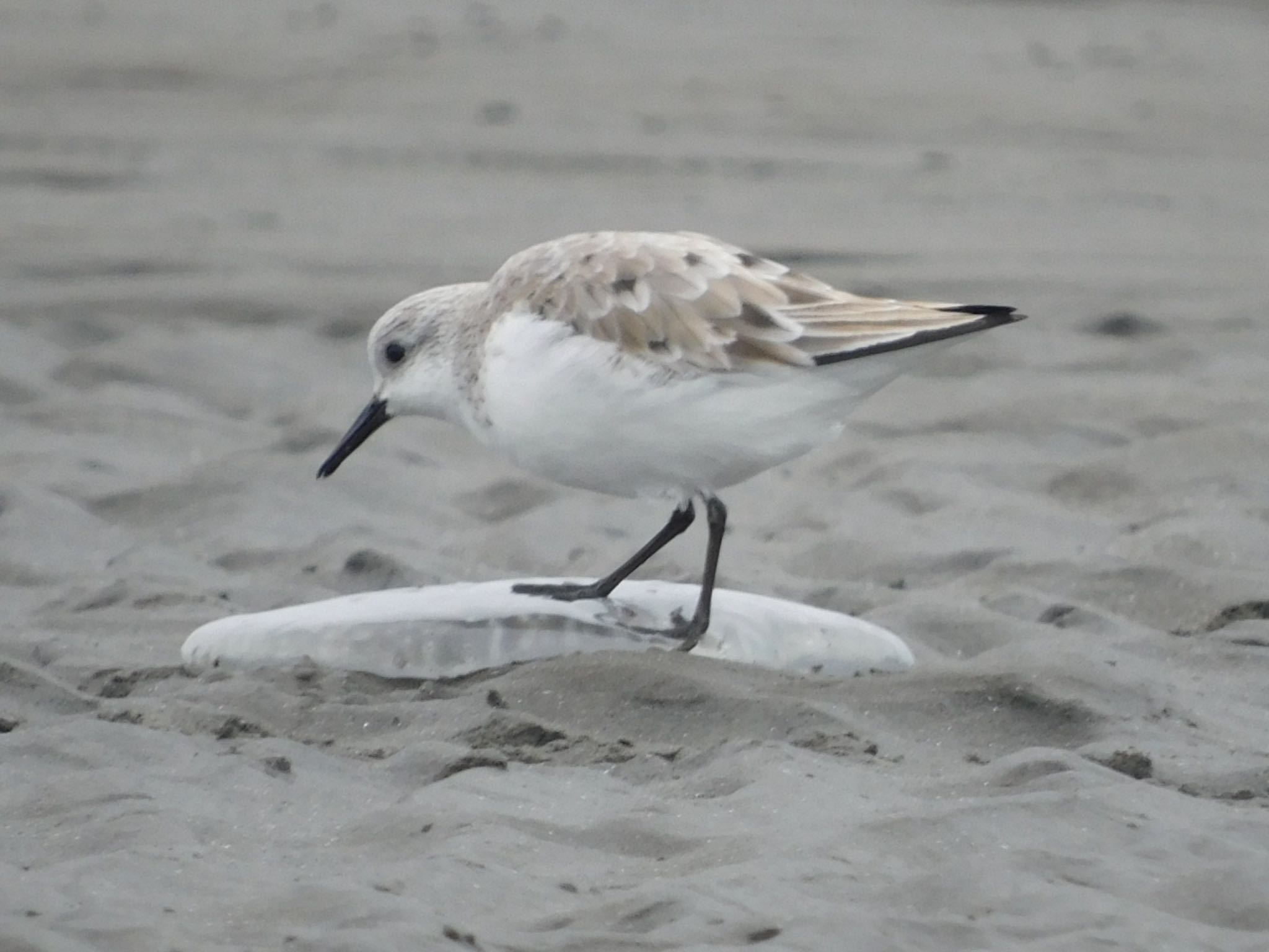 Photo of Sanderling at Sambanze Tideland by ucello