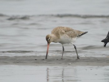 オオソリハシシギ ふなばし三番瀬海浜公園 2024年3月24日(日)