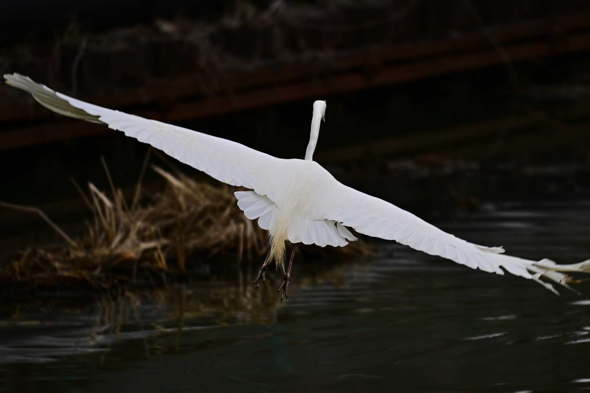 Photo of Great Egret at Suwako Lake by とらねこ