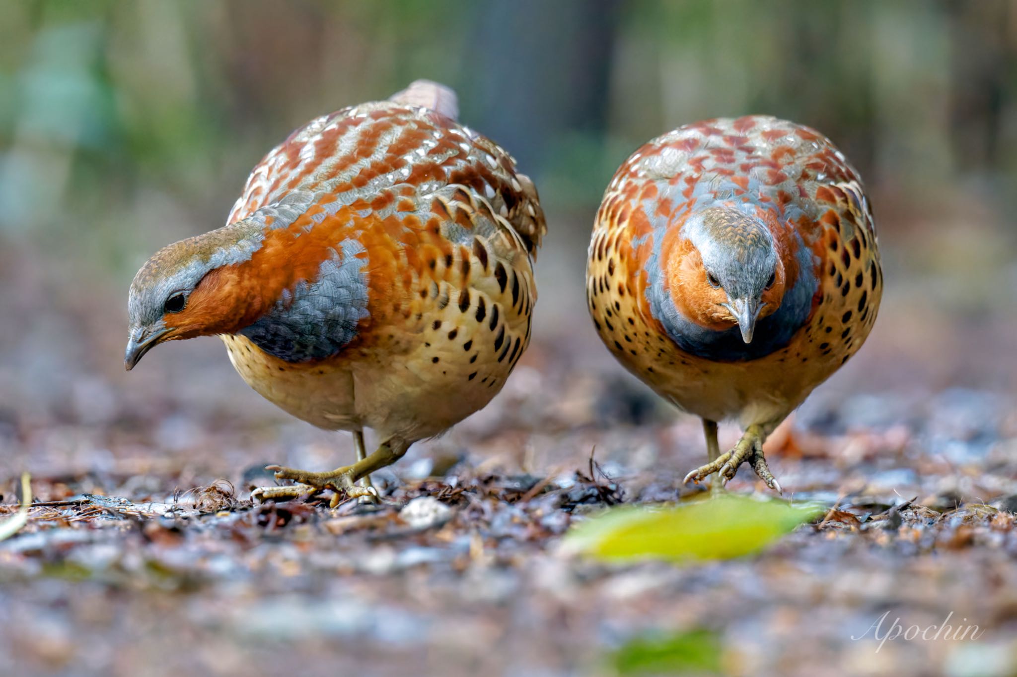 Chinese Bamboo Partridge