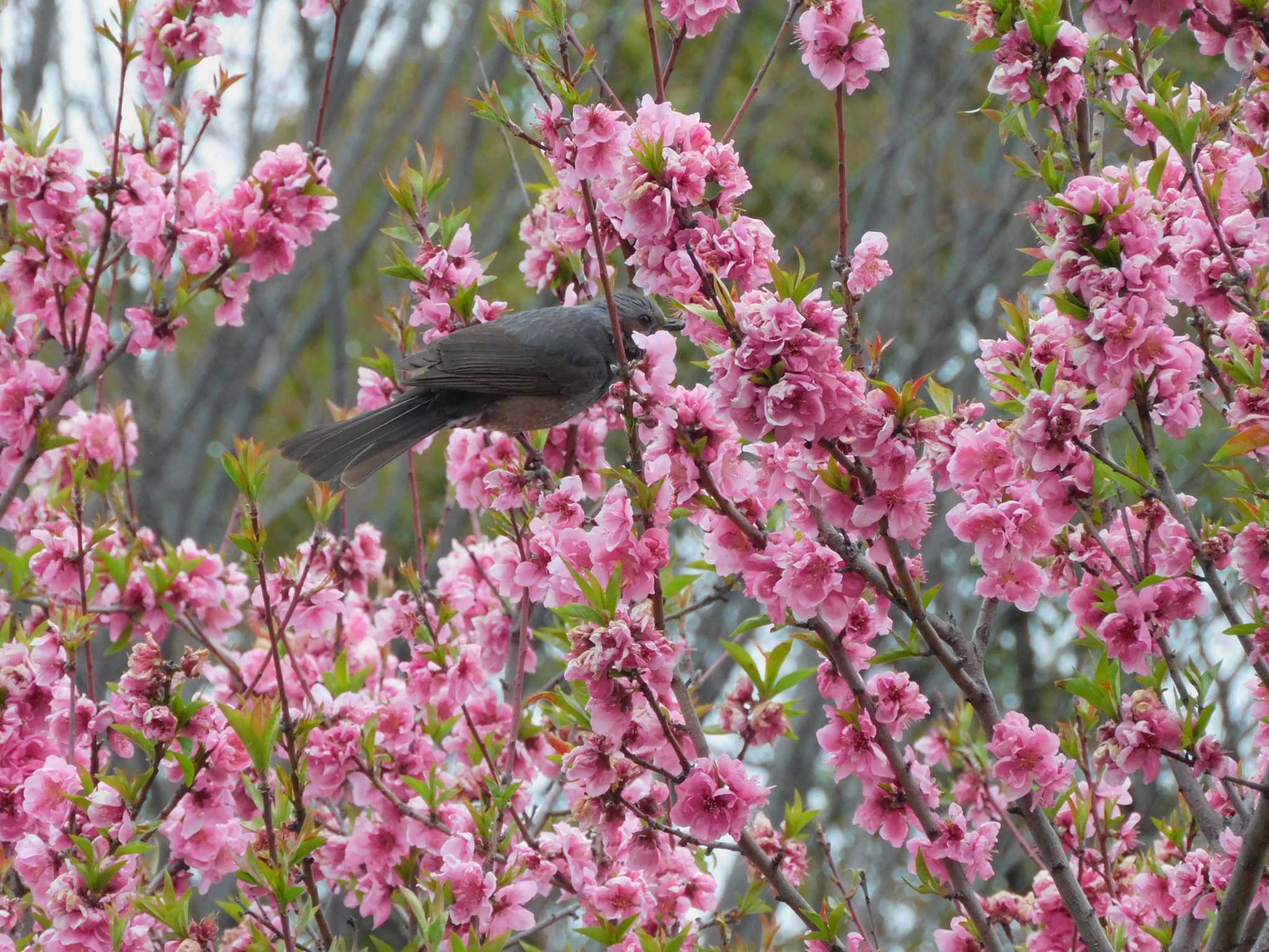 Photo of Brown-eared Bulbul at 平和の森公園、妙正寺川 by morinokotori