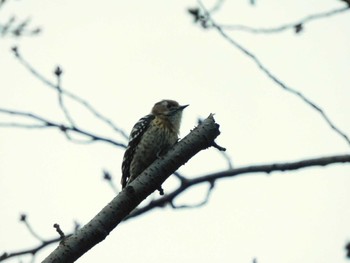 Tue, 3/26/2024 Birding report at 平和の森公園、妙正寺川