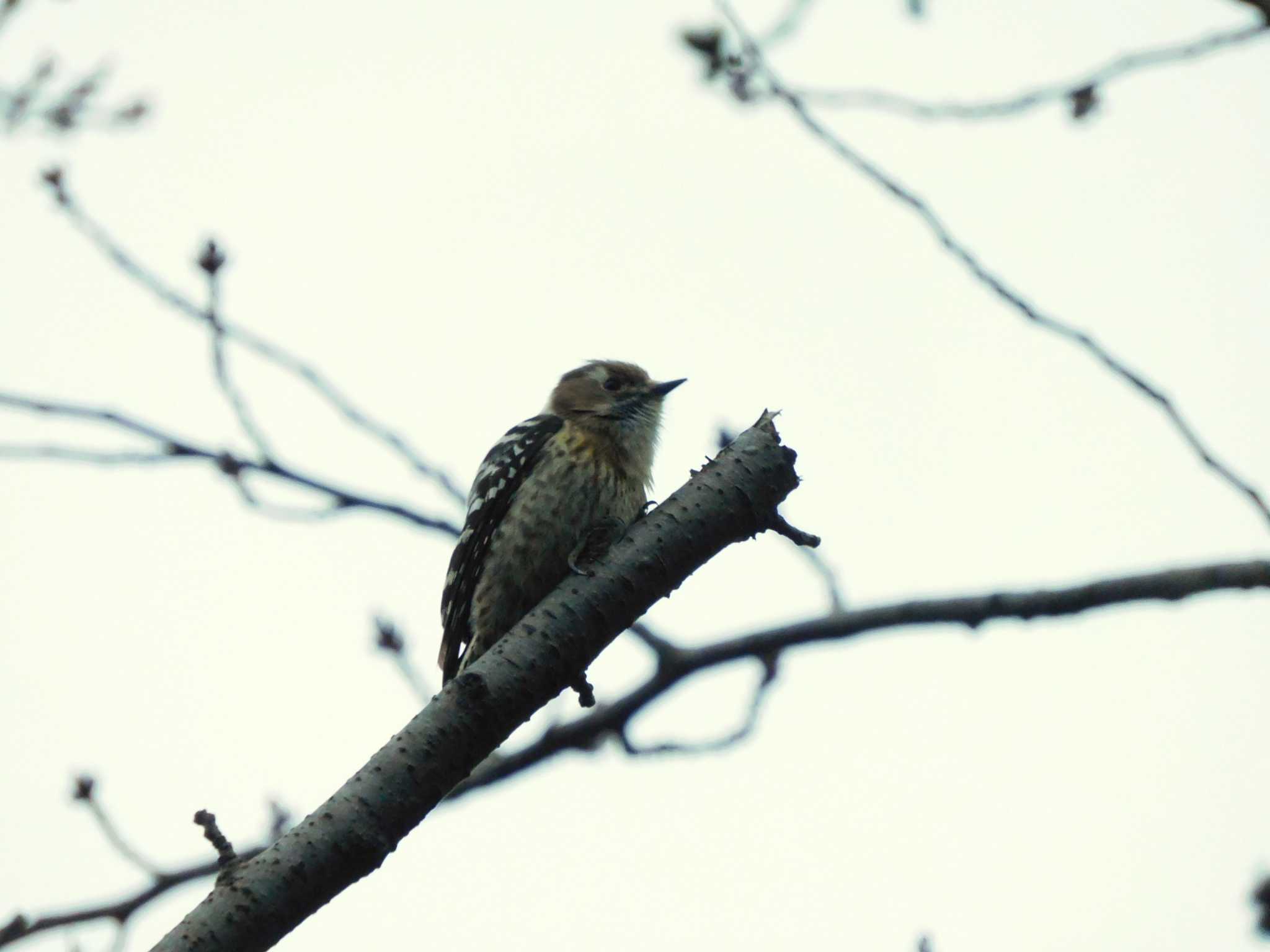 Japanese Pygmy Woodpecker