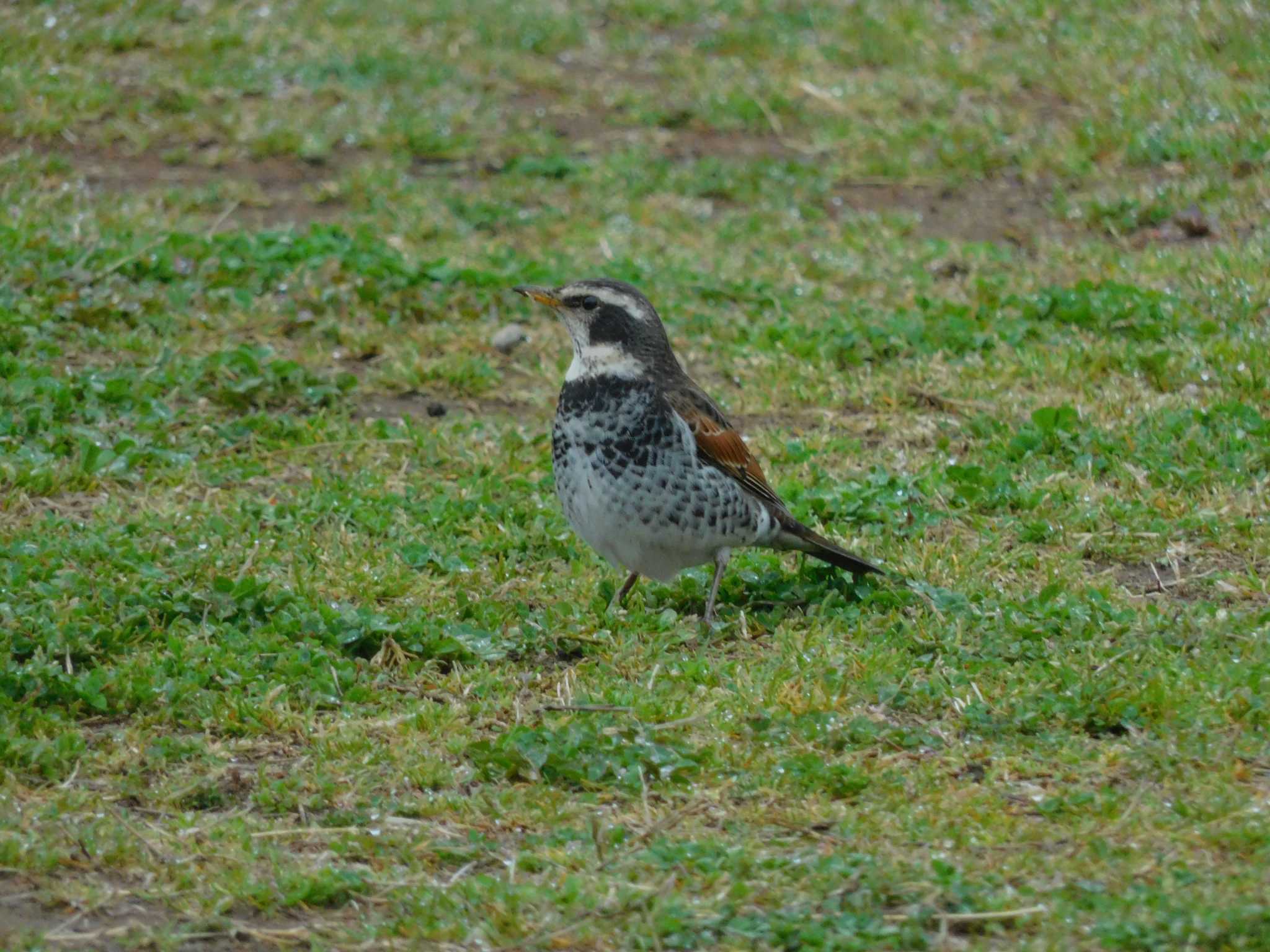 Photo of Dusky Thrush at 平和の森公園、妙正寺川 by morinokotori