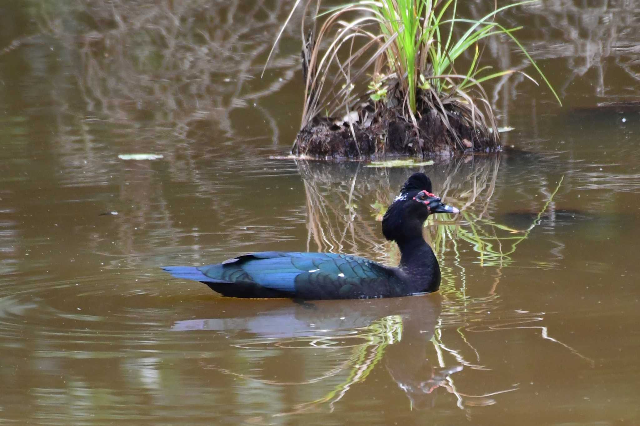 Photo of Muscovy Duck at コスタリカ by でみこ