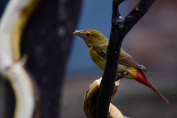 ノドアカアリフウキンチョウ コスタリカ 2024年2月8日(木)