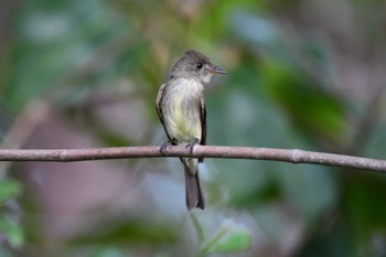 Eastern Wood Pewee コスタリカ Sat, 2/10/2024