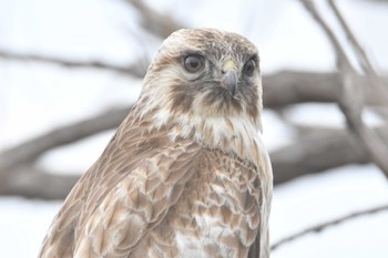 Eastern Buzzard 渡良瀬游水池 Sat, 3/23/2024