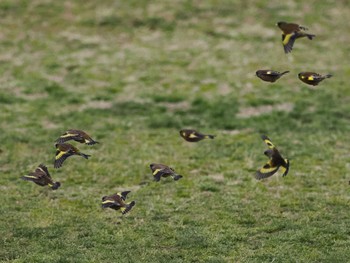 カワラヒワ 葛西臨海公園 2024年3月23日(土)