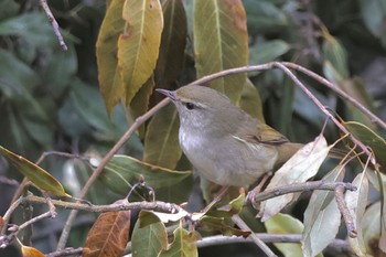 Japanese Bush Warbler Kodomo Shizen Park Sun, 3/24/2024