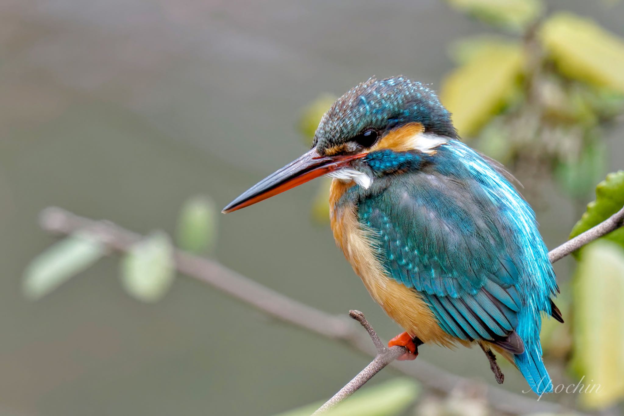 Common Kingfisher