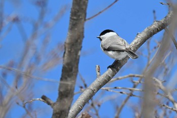 Willow Tit Makomanai Park Tue, 3/26/2024