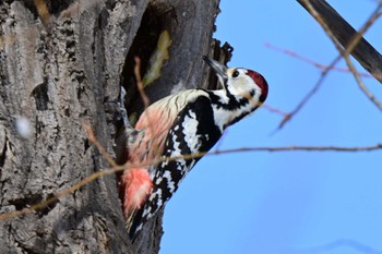 White-backed Woodpecker Makomanai Park Tue, 3/26/2024