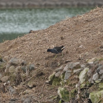 Eurasian Coot 轡堰 Sun, 12/16/2018