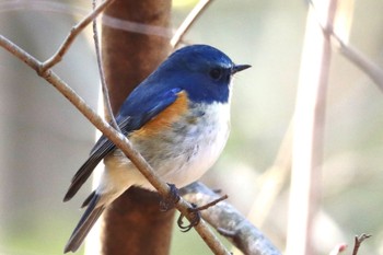 Red-flanked Bluetail Machida Yakushiike Park Wed, 3/20/2024