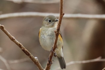 Red-flanked Bluetail 東京都立桜ヶ丘公園(聖蹟桜ヶ丘) Sun, 3/24/2024