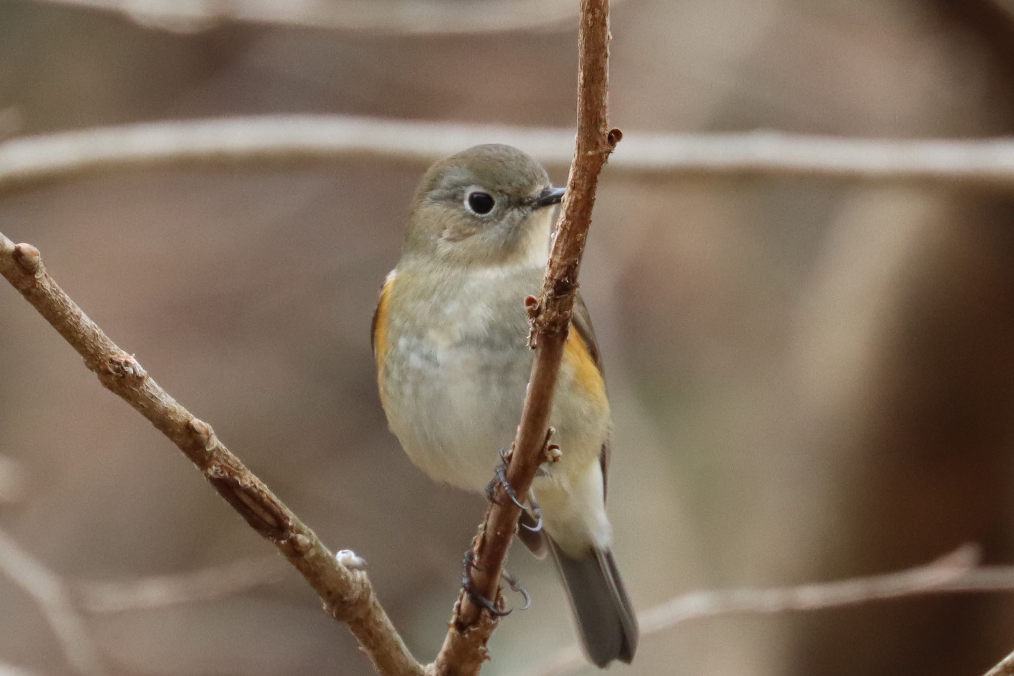 Photo of Red-flanked Bluetail at 東京都立桜ヶ丘公園(聖蹟桜ヶ丘) by "MAX kun"