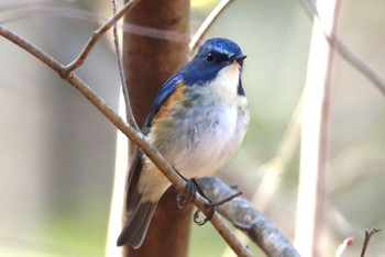 Red-flanked Bluetail Machida Yakushiike Park Wed, 3/20/2024