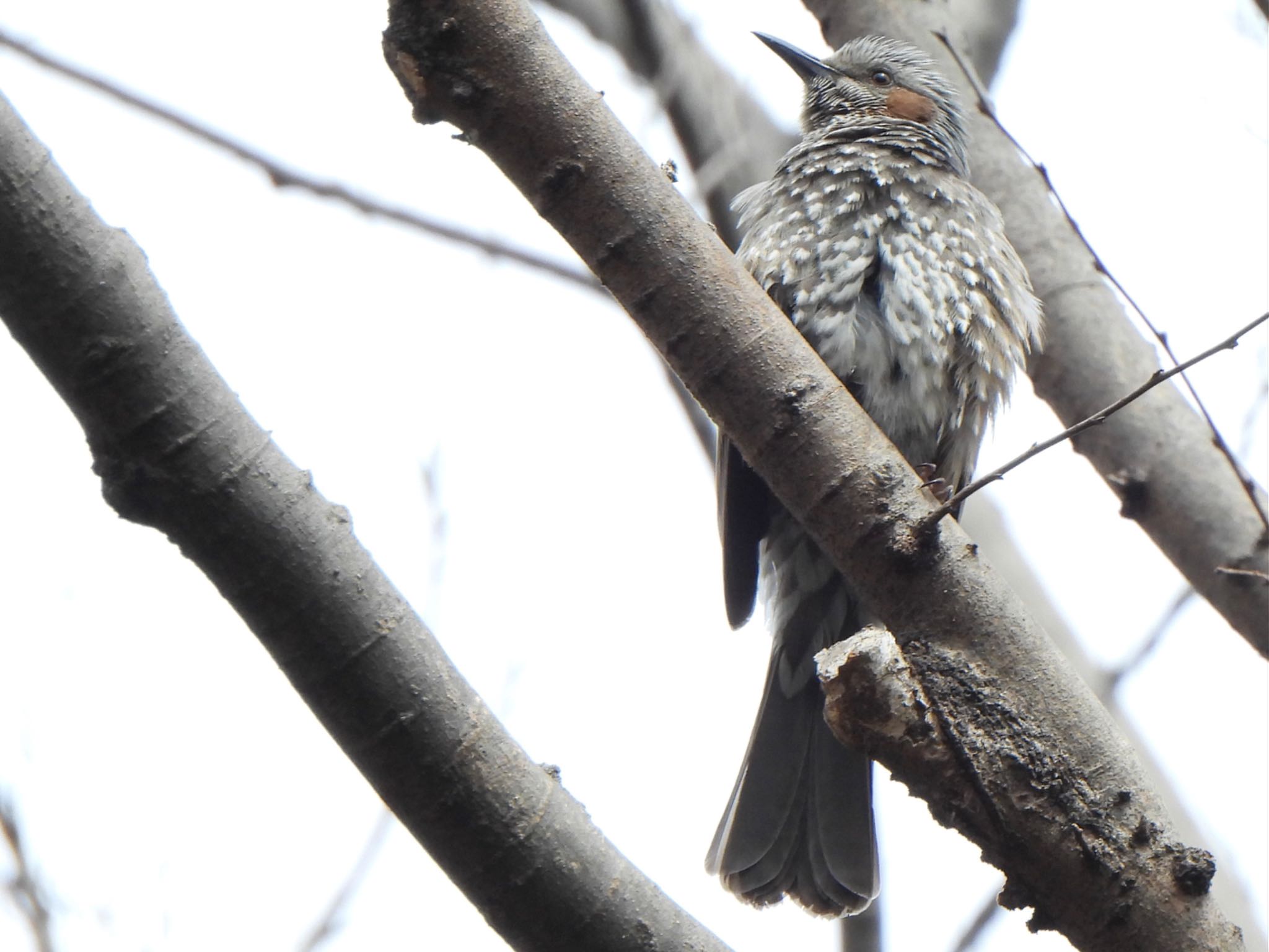 Photo of Brown-eared Bulbul at Akigase Park by ツピ太郎