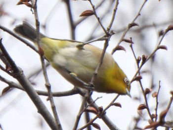 メジロ 秋ヶ瀬公園 2024年3月24日(日)