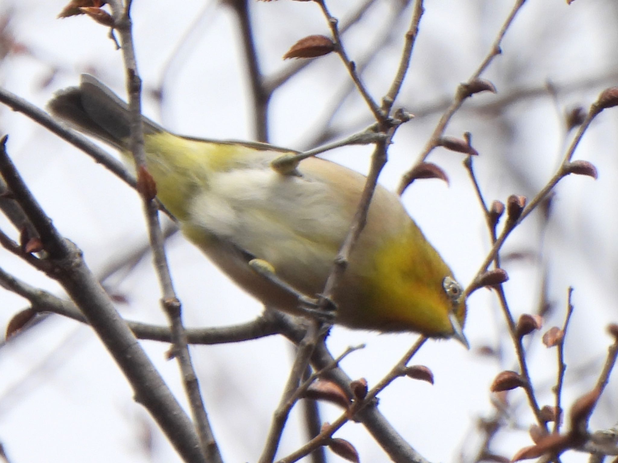 Photo of Warbling White-eye at Akigase Park by ツピ太郎