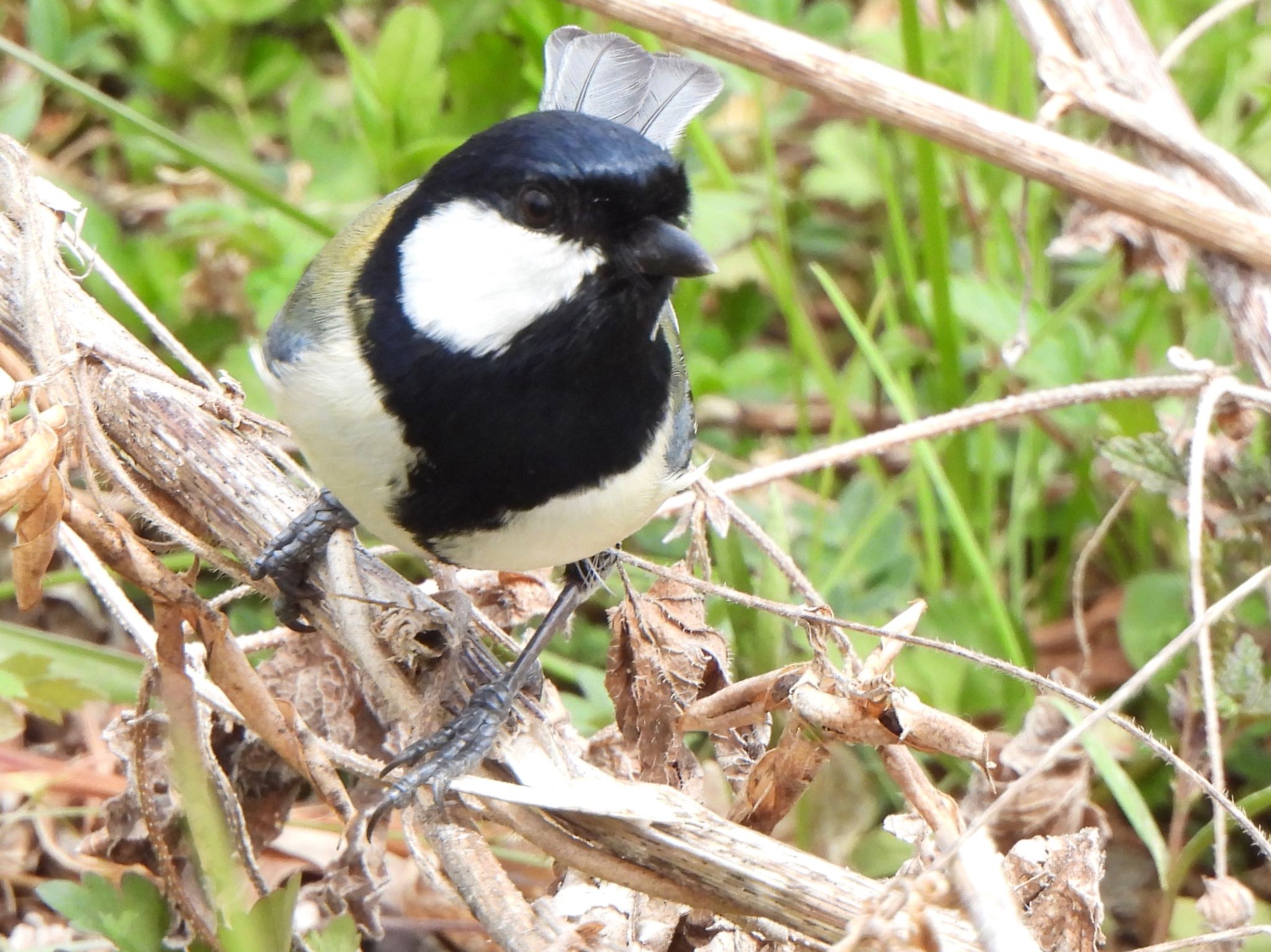 Photo of Japanese Tit at Akigase Park by ツピ太郎