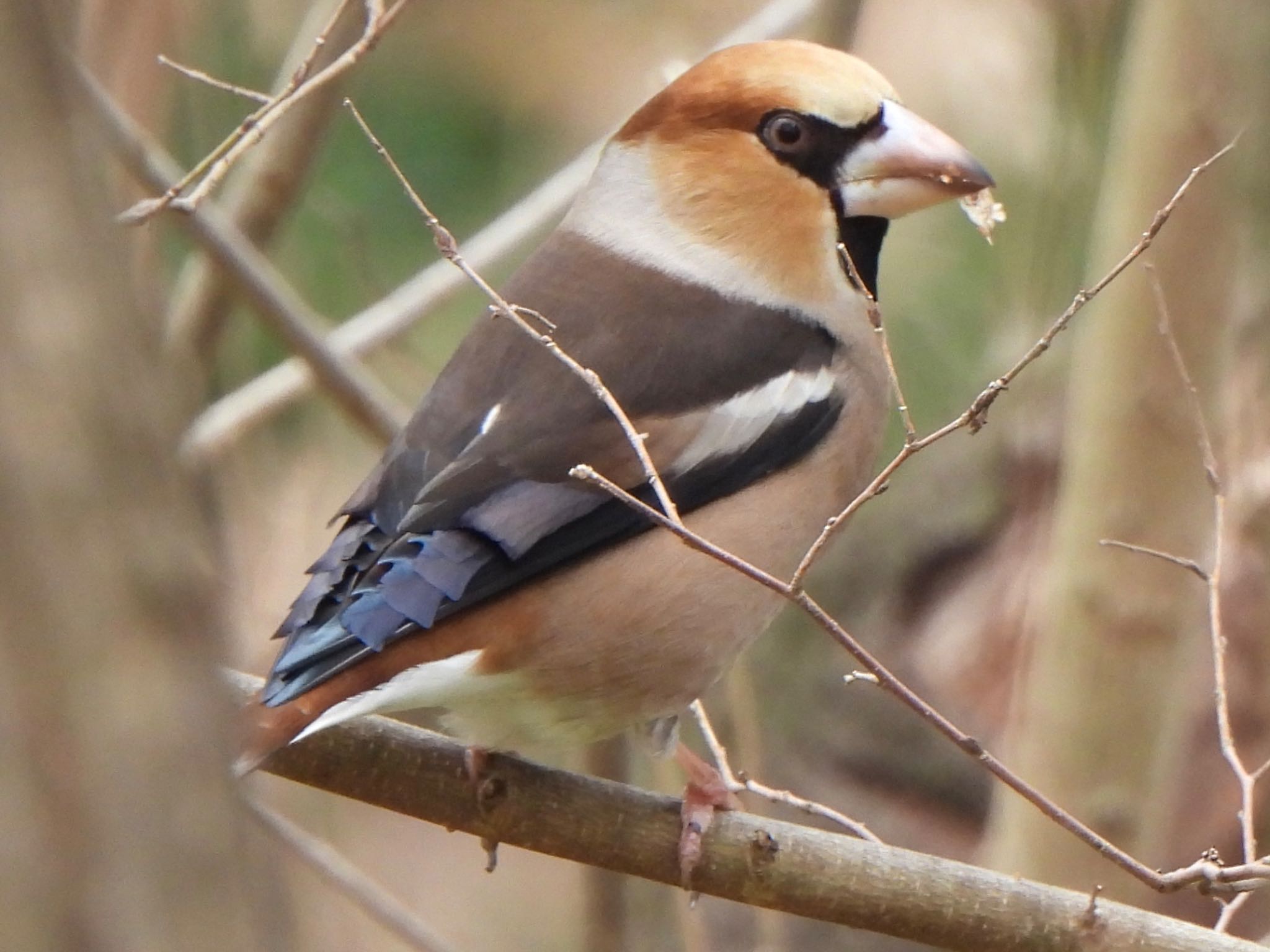 Photo of Hawfinch at Akigase Park by ツピ太郎