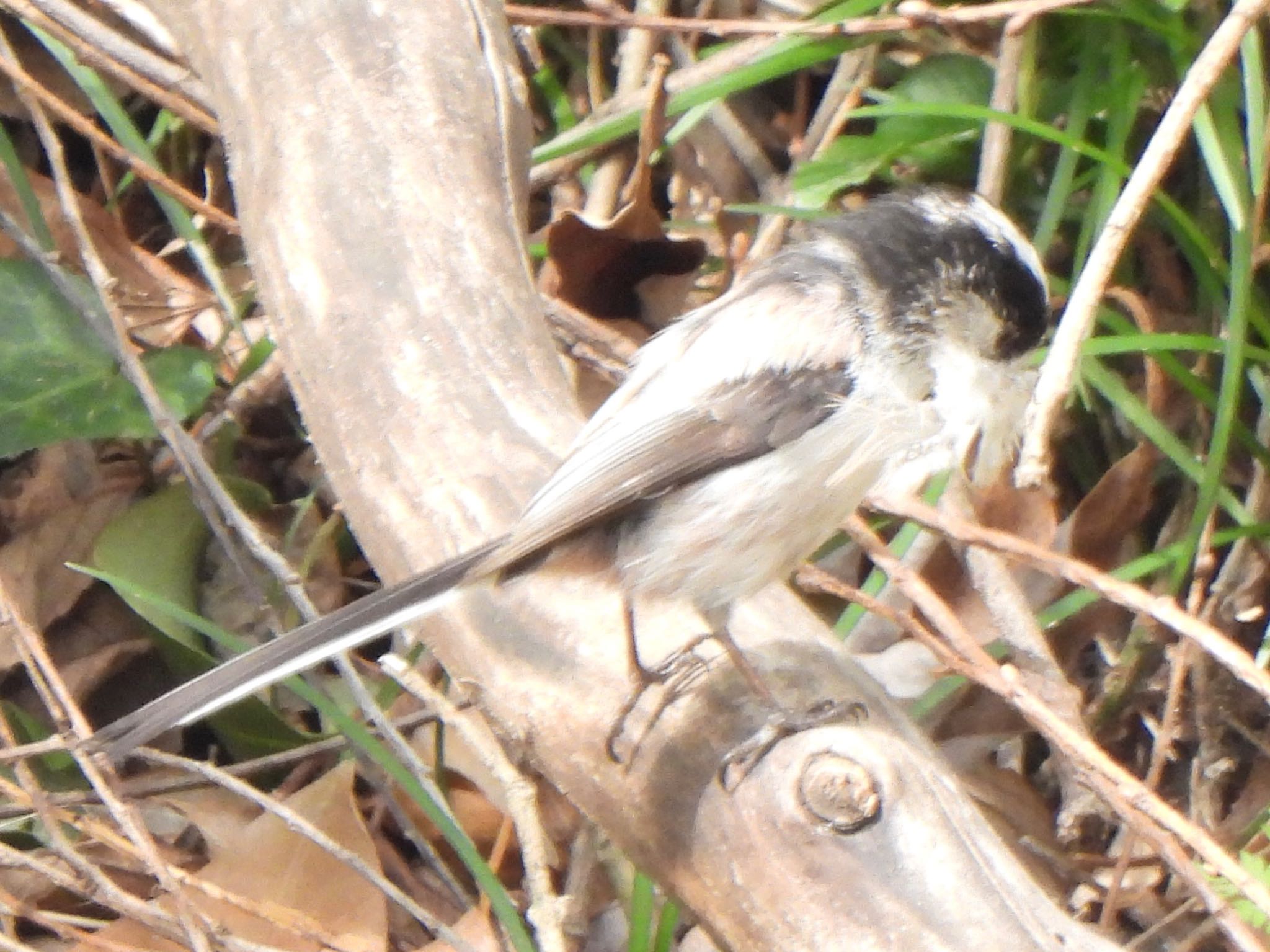 Photo of Long-tailed Tit at Akigase Park by ツピ太郎