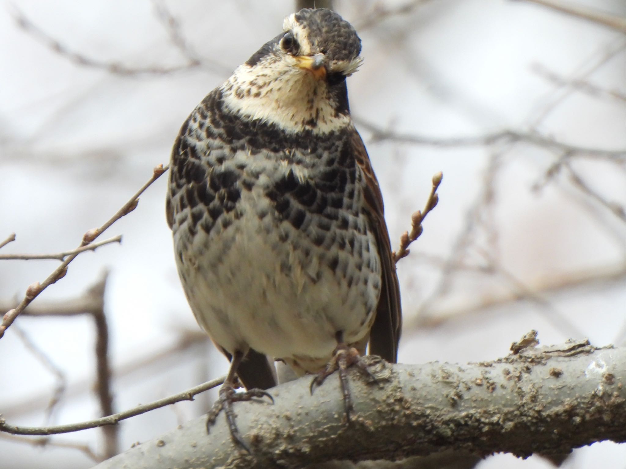 Dusky Thrush