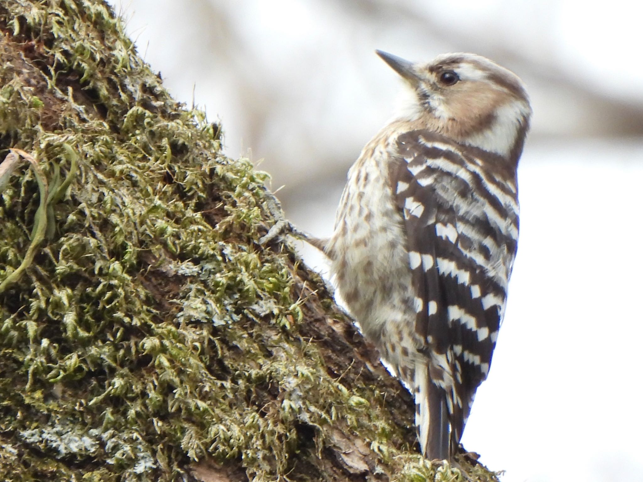 Japanese Pygmy Woodpecker