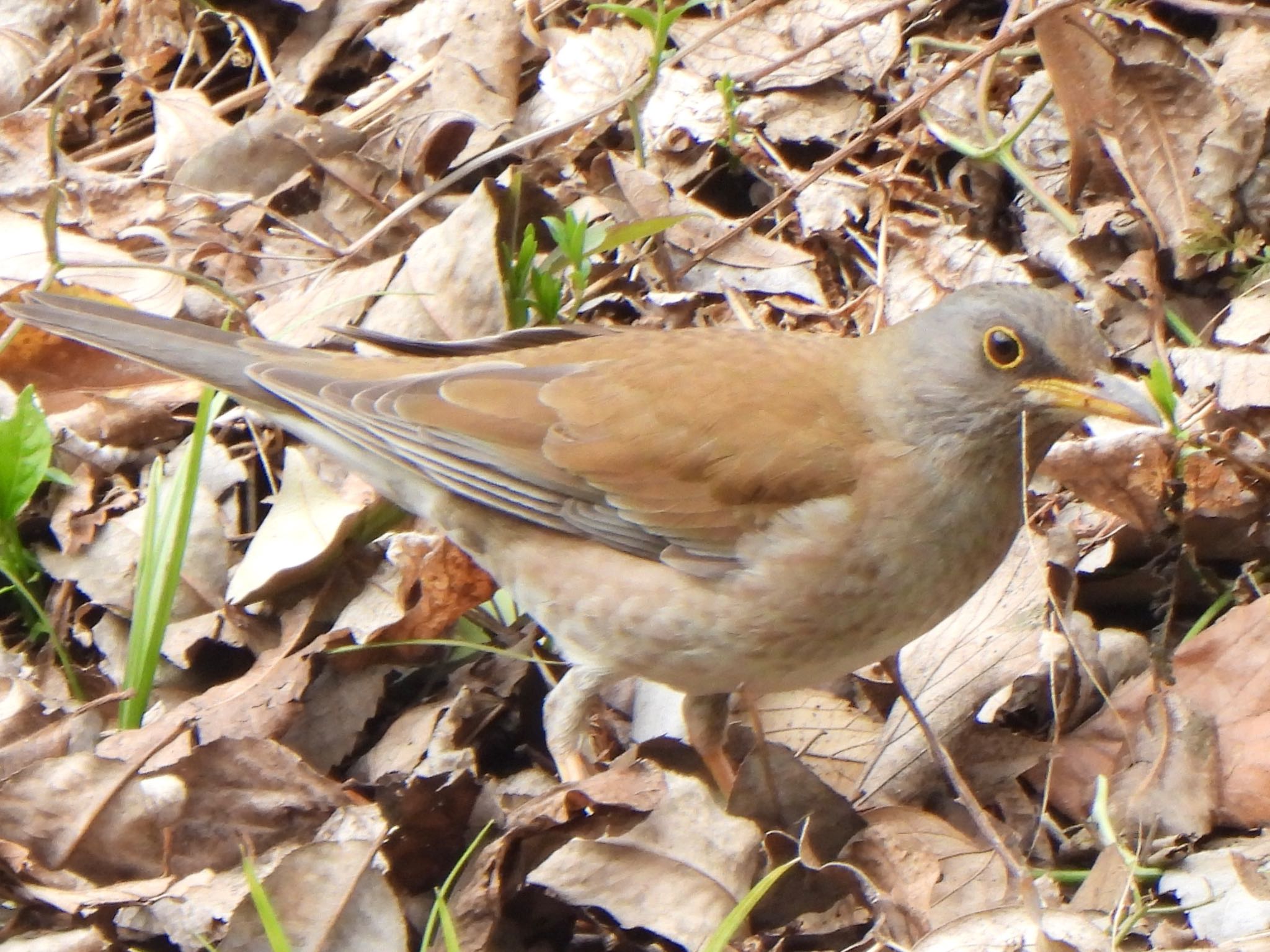 Pale Thrush