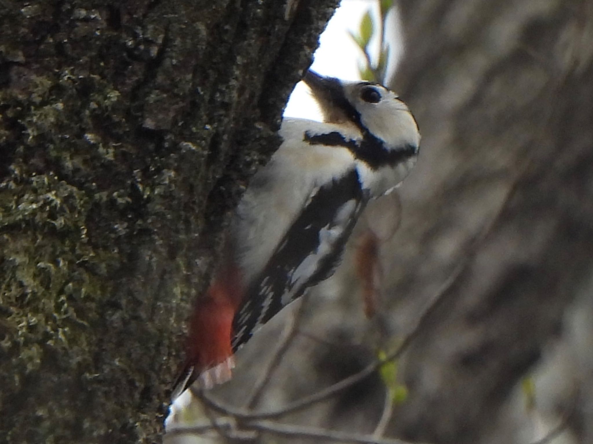 Great Spotted Woodpecker