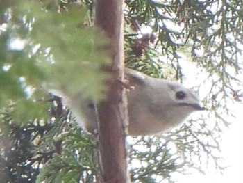 Sun, 3/24/2024 Birding report at Akigase Park