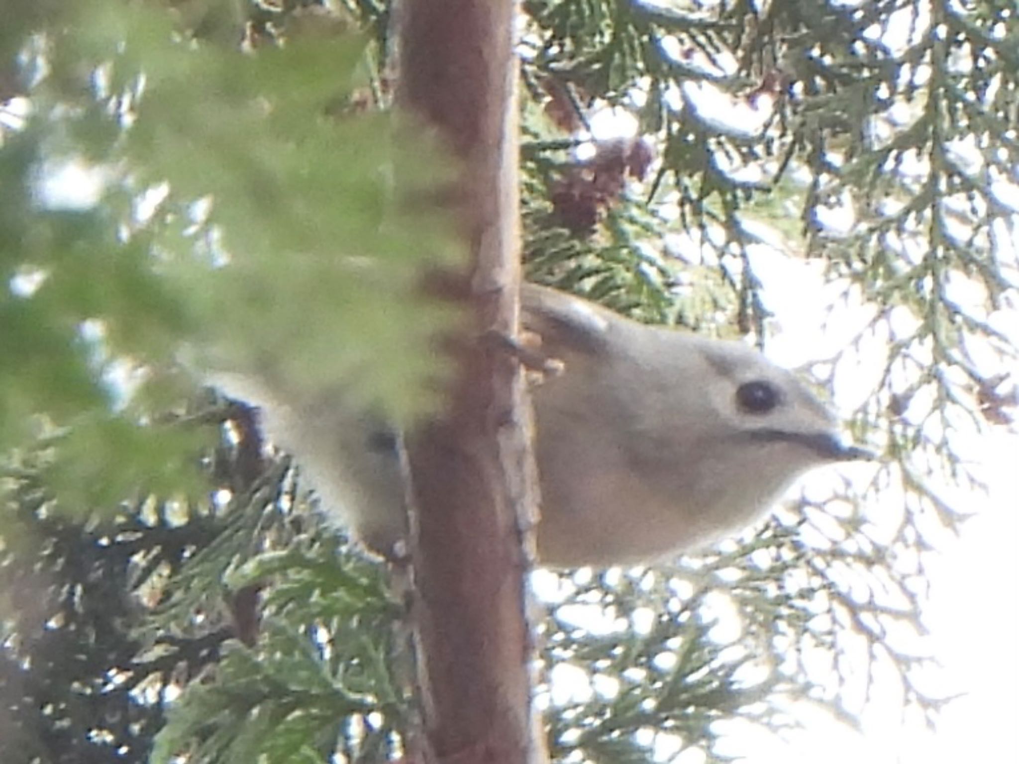 Goldcrest