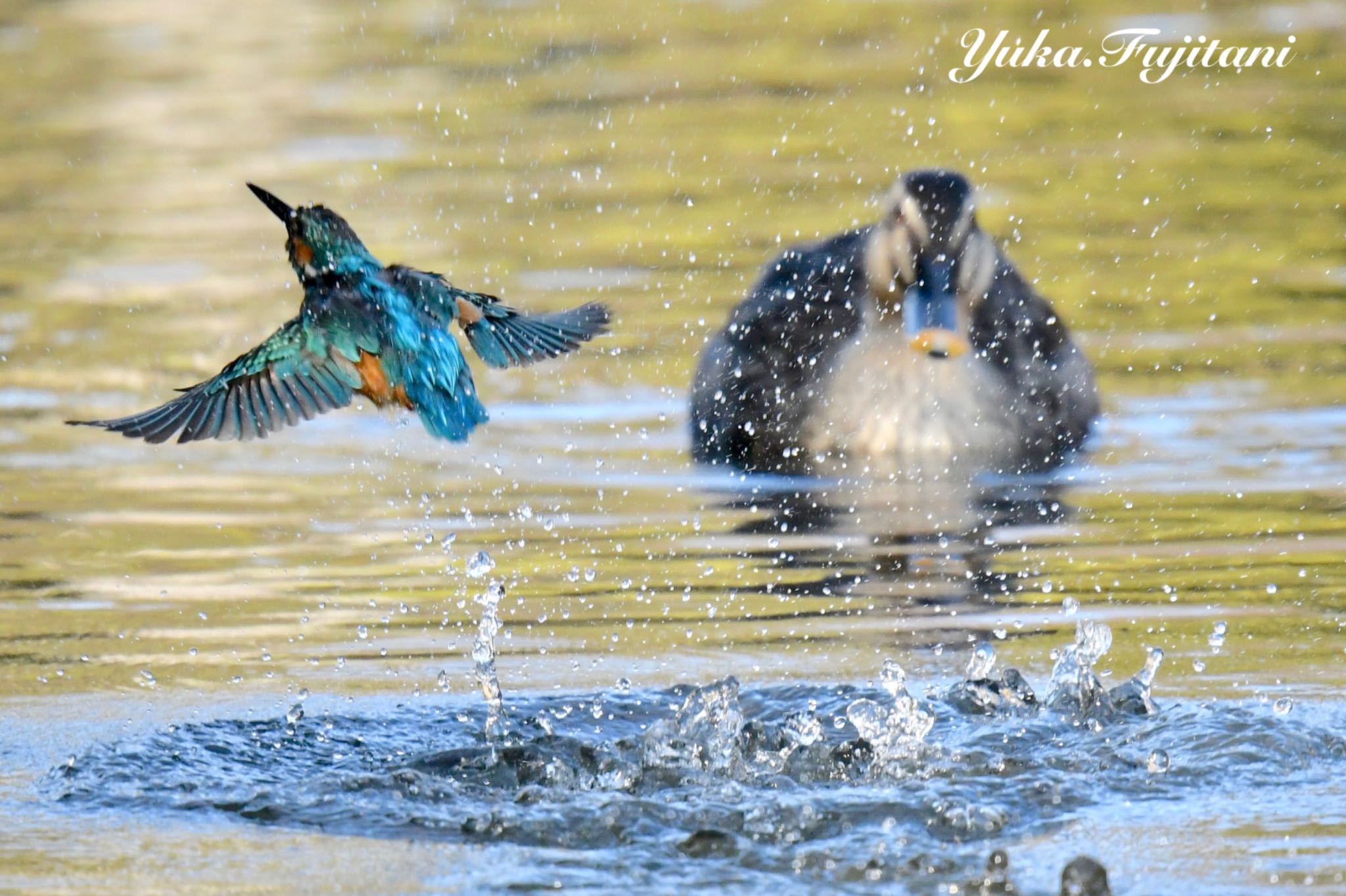 Common Kingfisher