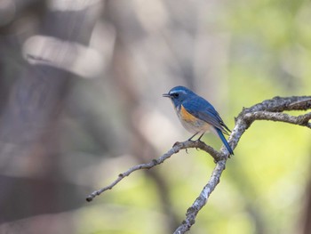 Red-flanked Bluetail 高崎自然の森 Wed, 3/20/2024