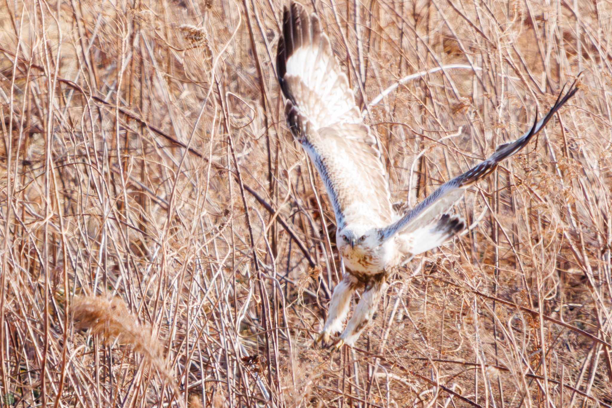 Rough-legged Buzzard