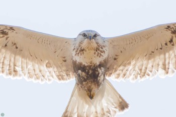 2024年2月17日(土) 利根川の野鳥観察記録