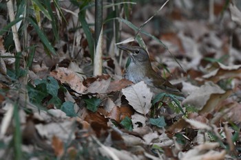 Pale Thrush 牛久自然観察の森 Sat, 1/6/2024