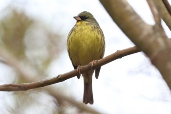 アオジ 明石公園 2024年2月11日(日)