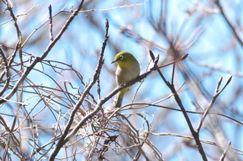 Warbling White-eye 横浜自然観察の森 Fri, 3/22/2024