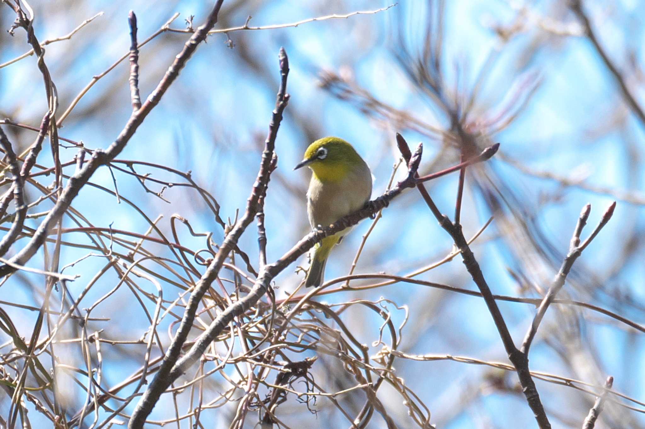 Photo of Warbling White-eye at 横浜自然観察の森 by Y. Watanabe